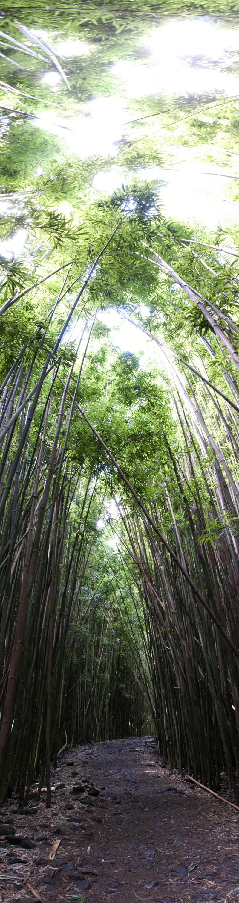 bamboo trail